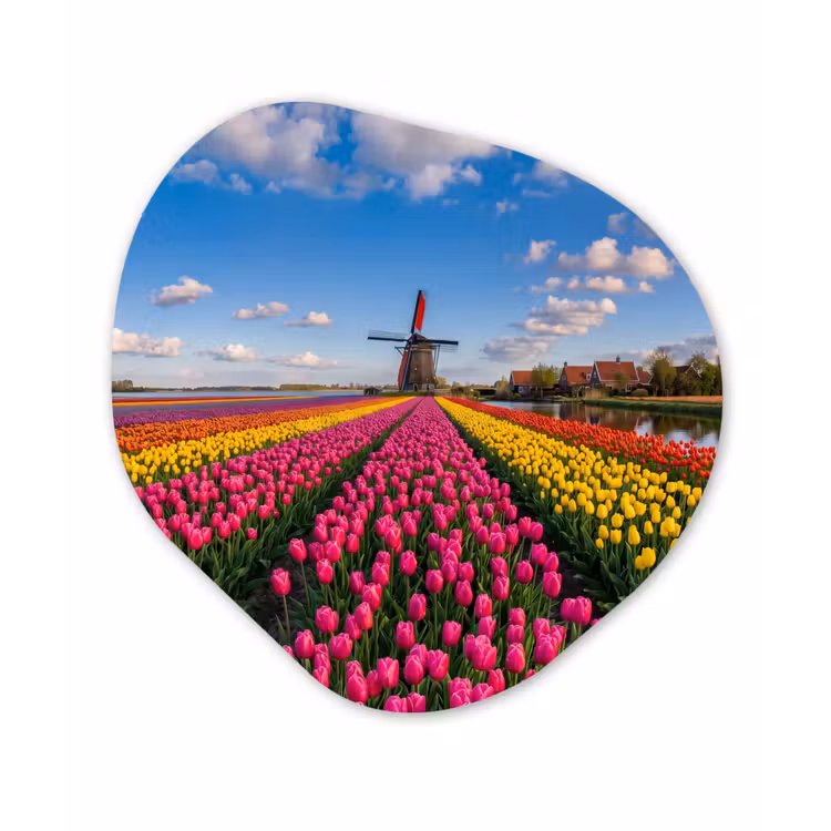 Tulpen - Holland - Molen - Kleurrijk Wandcirkel Organisch Forex 3mm klein -3d