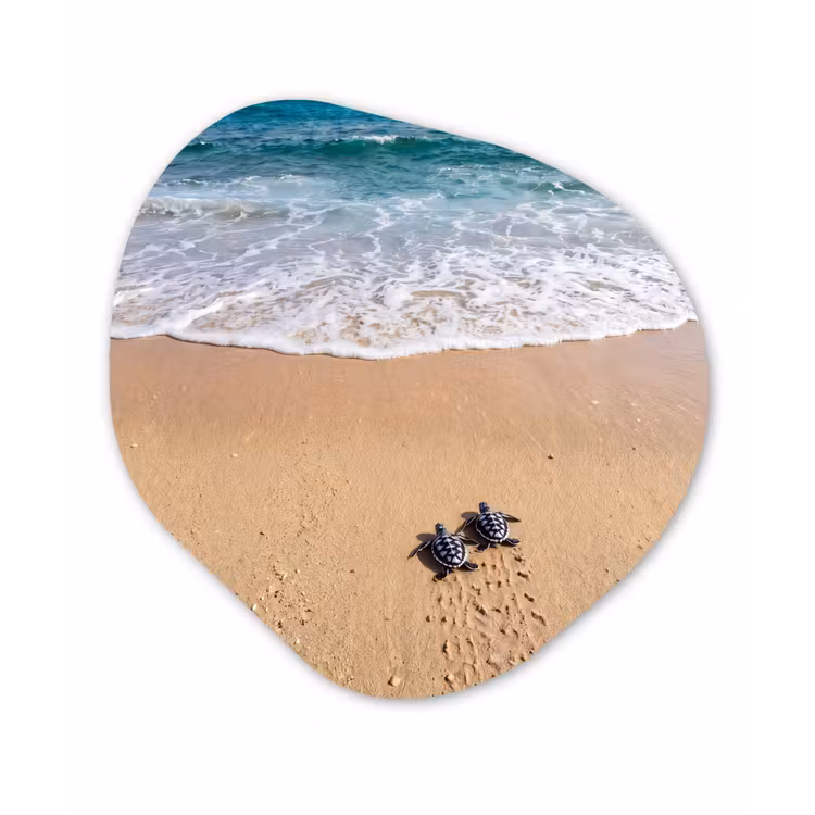 Schildpad - Jong - Strand - Oceaan - Blauw Wandcirkel Organisch Forex 3mm klein -3d