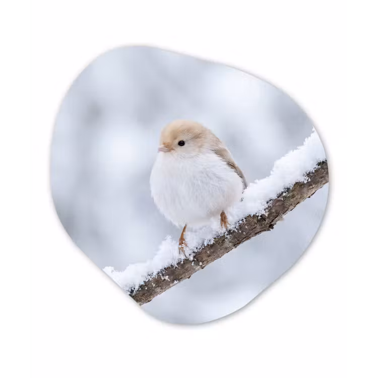 Vogeltje - Sneeuw - Tak - Winter - Zacht Wandcirkel Organisch Aluminium middel -3d