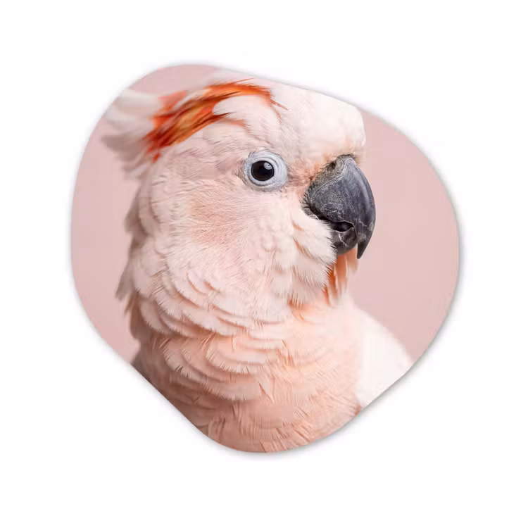 Kaketoe - Portret - Roze Wandcirkel Organisch Aluminium middel -3d