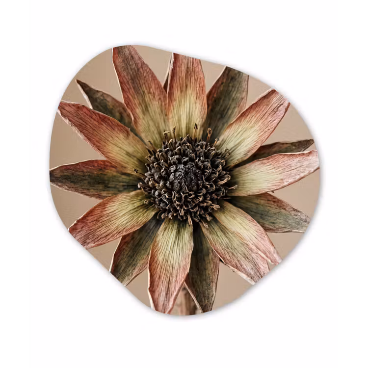 Droogbloem - Protea - Vintage - Beige - Rustiek Wandcirkel Organisch Aluminium middel -3d