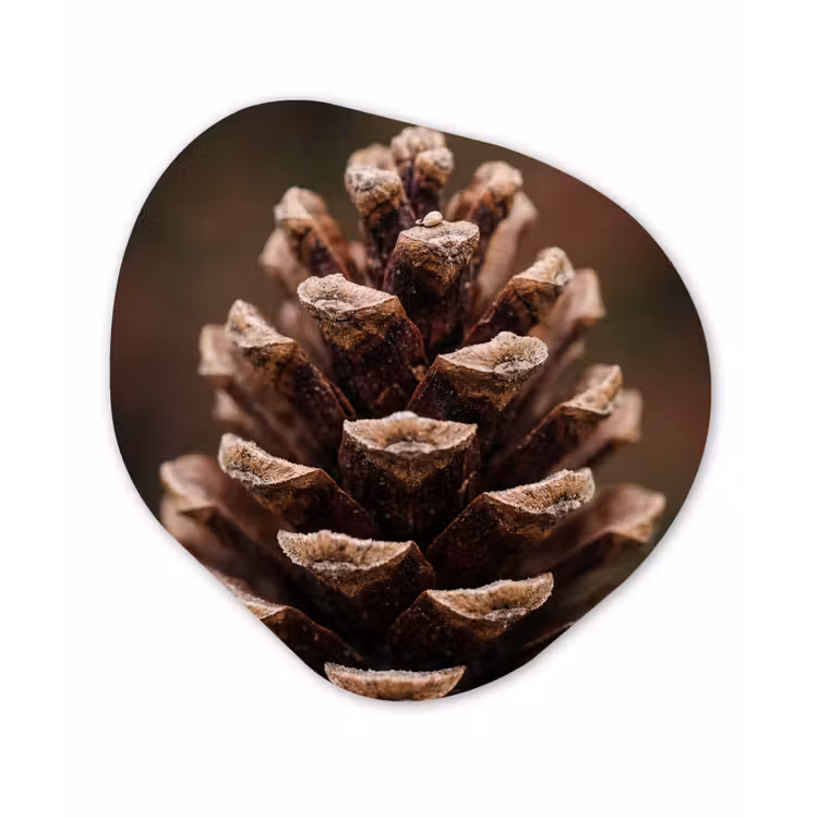 Dennenappel - Bos - Herfst - Bruin - Sfeervol Wandcirkel Organisch Aluminium middel -3d