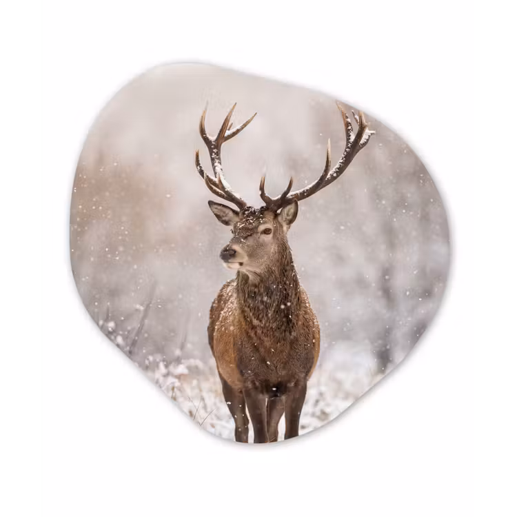 Edelhert - Bos - Sneeuw - Winter - Majestueus Wandcirkel Organisch Aluminium middel -3d