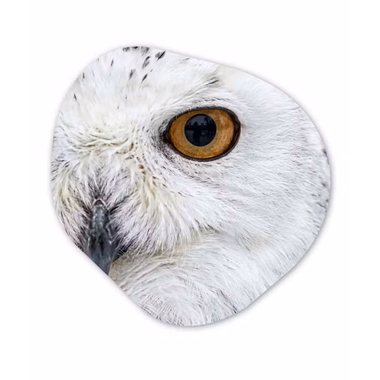 Sneeuwuil - Oog - Wildlife - Wit Wandcirkel Organisch Aluminium middel -3d