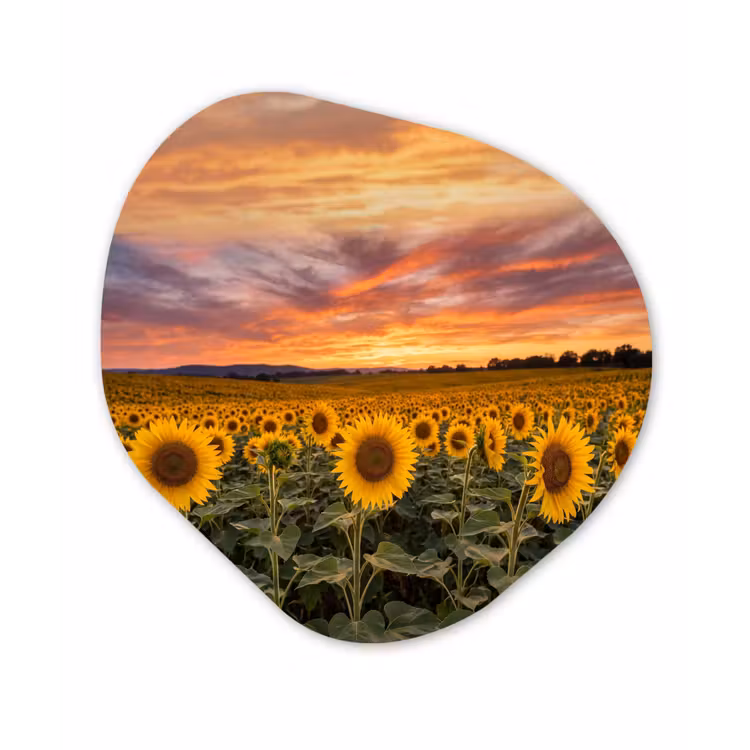 Zonnebloemen - Heuvellandschap - Geel Wandcirkel Organisch Aluminium middel -3d