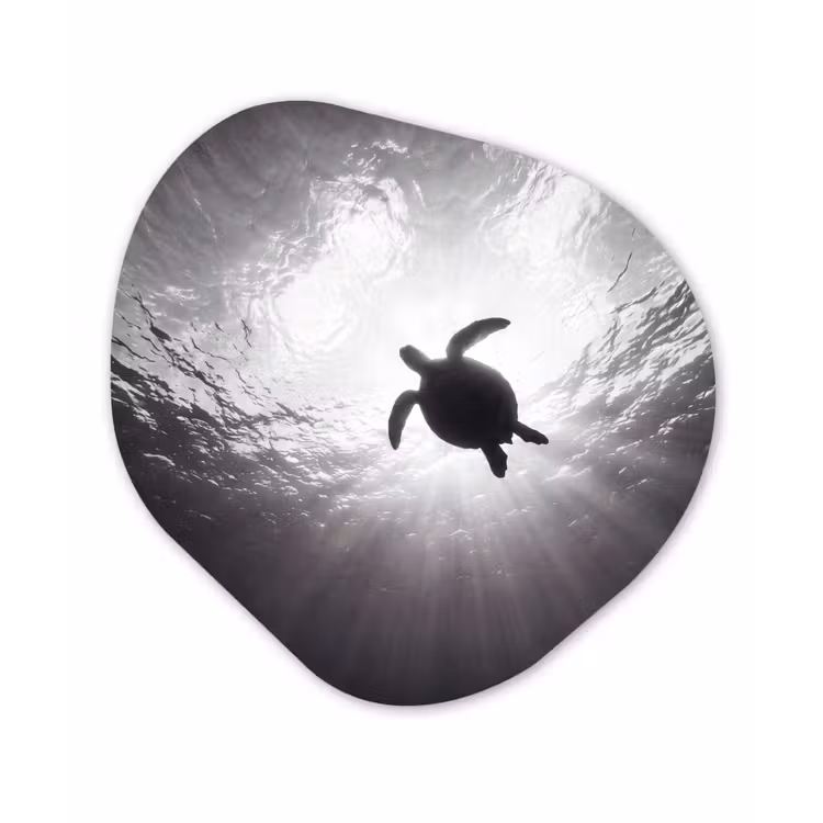 Schildpad - Onderwater - Lichtstralen - Oceaan - Zwart-wit Wandcirkel Organisch Aluminium middel -3d