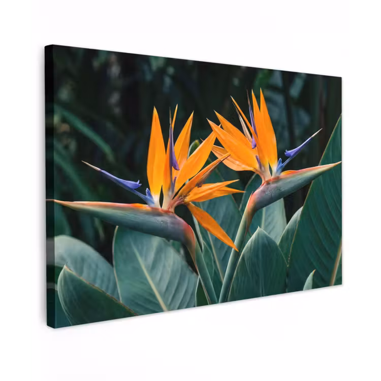 Paradijsvogel - Bloem - Exotisch Tuinposter op houten frame 2 cm dik klein -3d