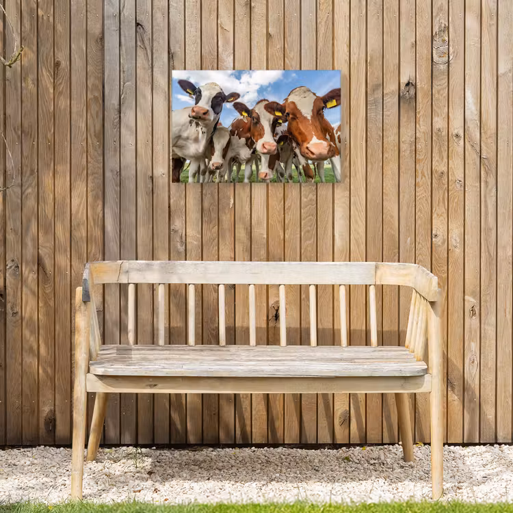 Bruin-witte koeien in de wei Tuinposter op houten frame 2 cm dik klein -sfeer4
