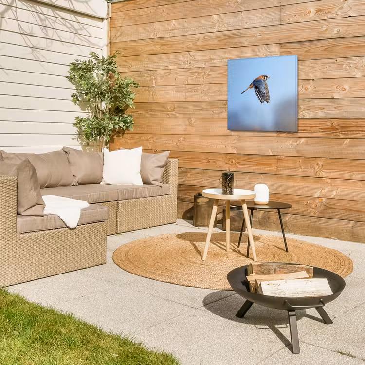Kleurrijke valk aan het vliegen Tuinposter op houten frame 2 cm dik klein -sfeer2