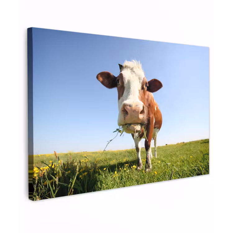 Koe in de Weide Tuinposter op houten frame 2 cm dik klein -3d