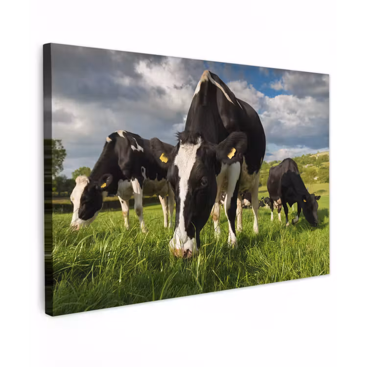 Koeien - Dieren - Gras - Weiland - Boerderij Tuinposter op houten frame 2 cm dik klein -3d