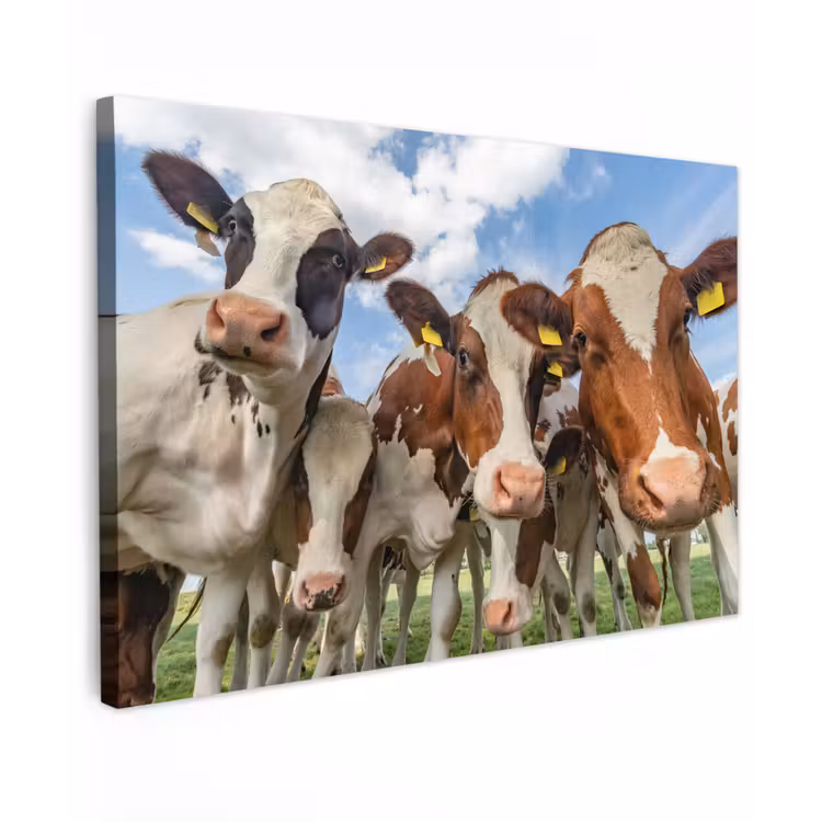 Koeien - Dieren - Weiland - Natuur Tuinposter op houten frame 2 cm dik klein -3d