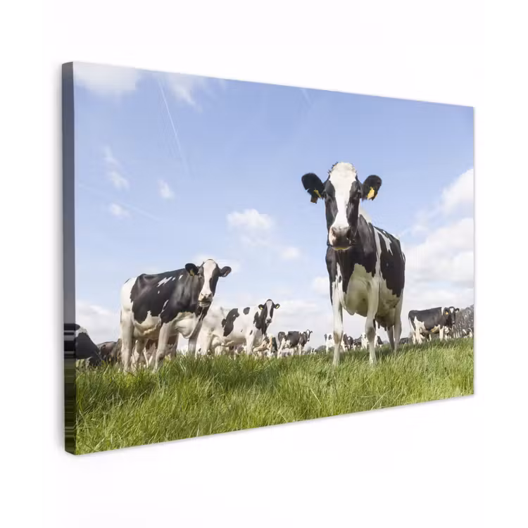 Koeien - Gras - Dieren - Zon - Boerderij Tuinposter op houten frame 2 cm dik klein -3d