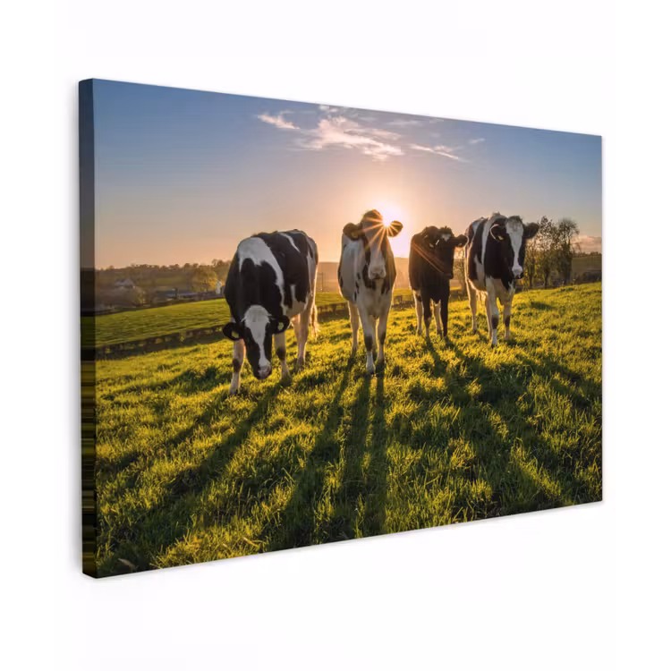 Koeien in de ochtendzon Tuinposter op houten frame 2 cm dik klein -3d