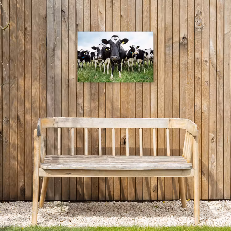 Nieuwsgierige koeien Tuinposter op houten frame 2 cm dik klein -sfeer4