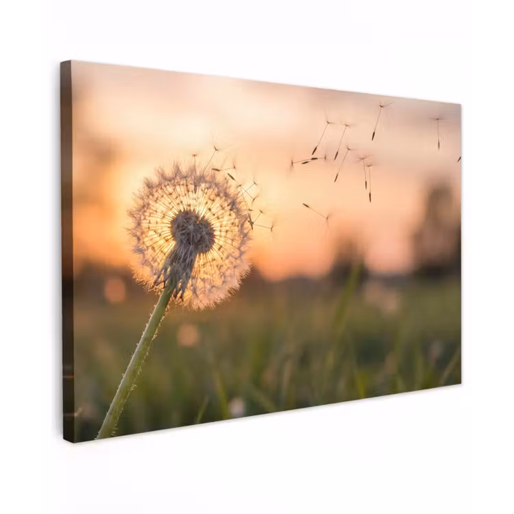 Paardenbloem - Zonsondergang - Veld Tuinposter op houten frame 2 cm dik klein -3d