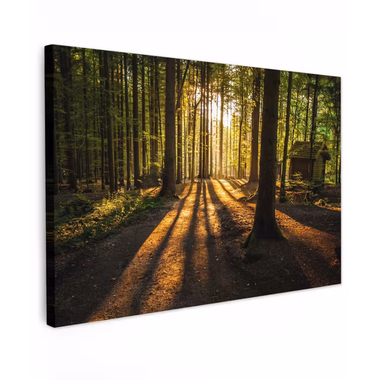 Avondlicht in het bos Tuinposter op houten frame 2 cm dik klein -3d