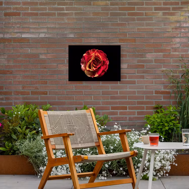 Bloem - Roos - Rood - Zwart Tuinposter op houten frame 2 cm dik klein -sfeer3