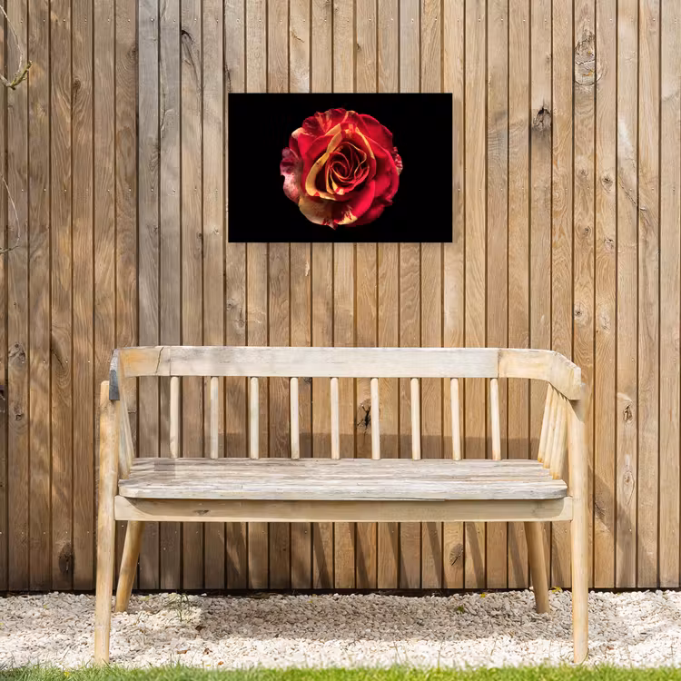 Bloem - Roos - Rood - Zwart Tuinposter op houten frame 2 cm dik klein -sfeer4