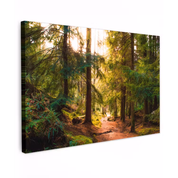 Bos - Pad - Bomen - Groen - Zon - Natuur Tuinposter op houten frame 2 cm dik klein -3d