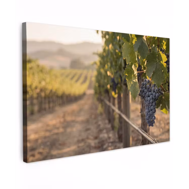 Druiven - Wijngaard - Zonlicht Tuinposter op houten frame 2 cm dik klein -3d