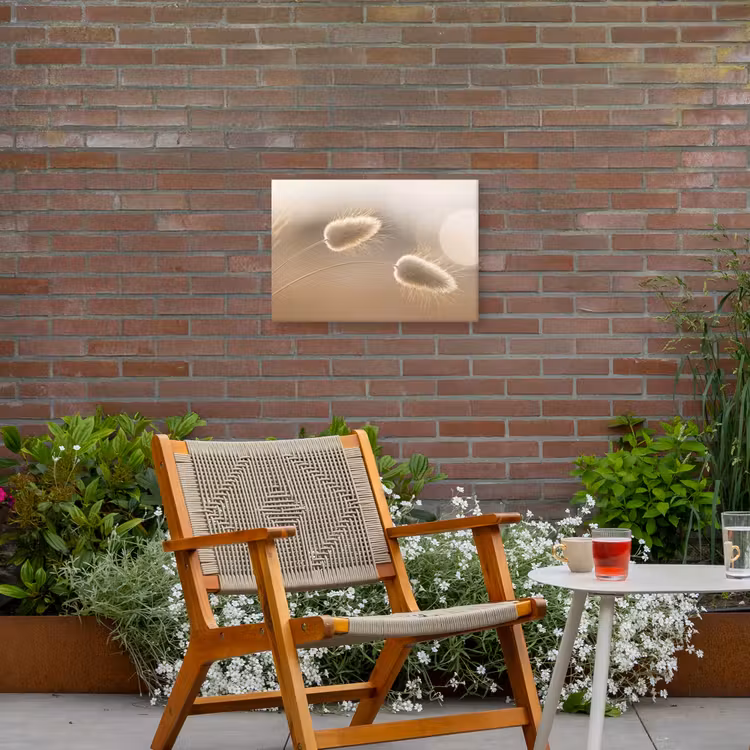 Hazestaartgras - Graanharen - Zonlicht Tuinposter op houten frame 2 cm dik klein -sfeer3