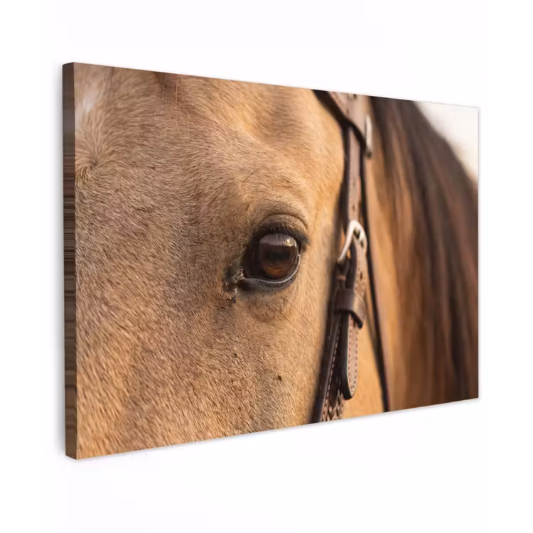 Paard - Oog - Bruin Tuinposter op houten frame 2 cm dik klein -3d
