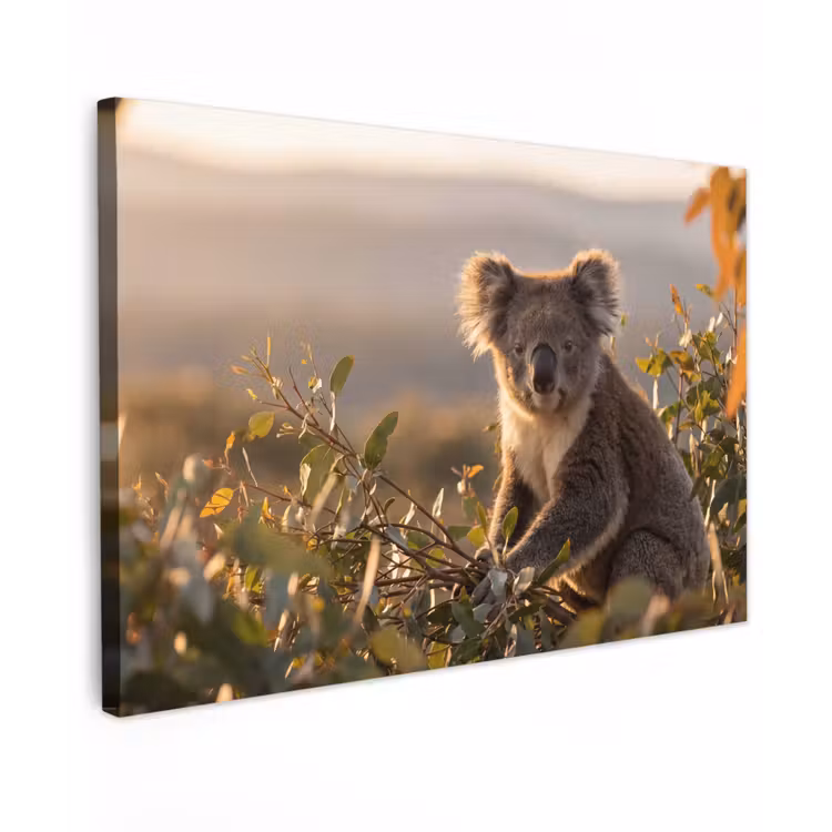 Koala - Bladeren - Ochtendlicht Tuinposter op houten frame 2 cm dik klein -3d