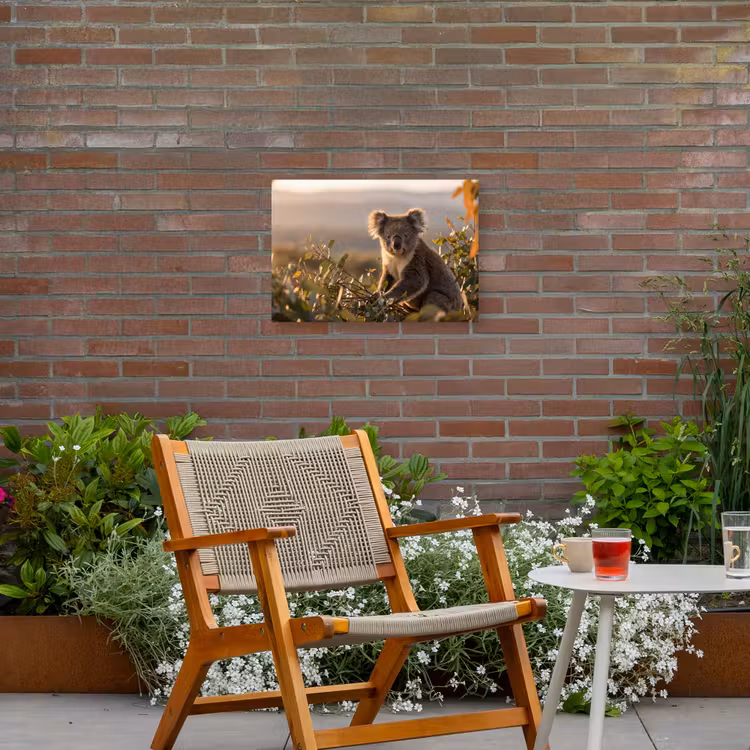 Koala - Bladeren - Ochtendlicht Tuinposter op houten frame 2 cm dik klein -sfeer3