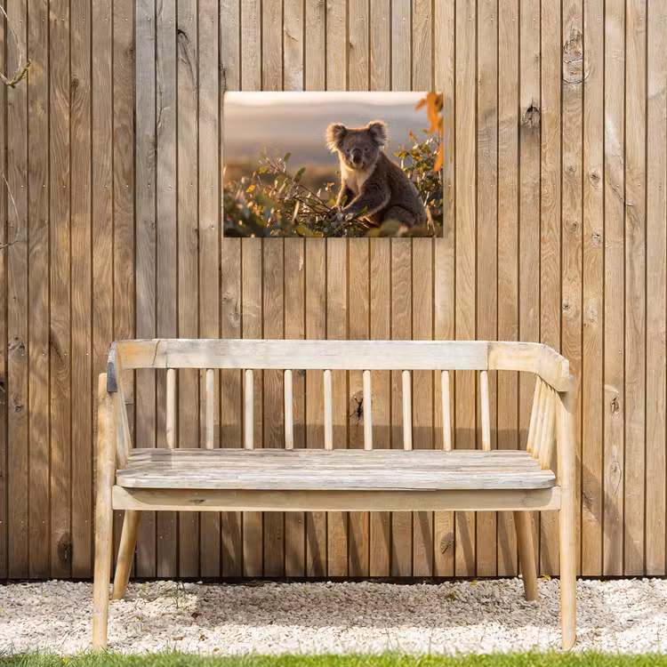 Koala - Bladeren - Ochtendlicht Tuinposter op houten frame 2 cm dik klein -sfeer4