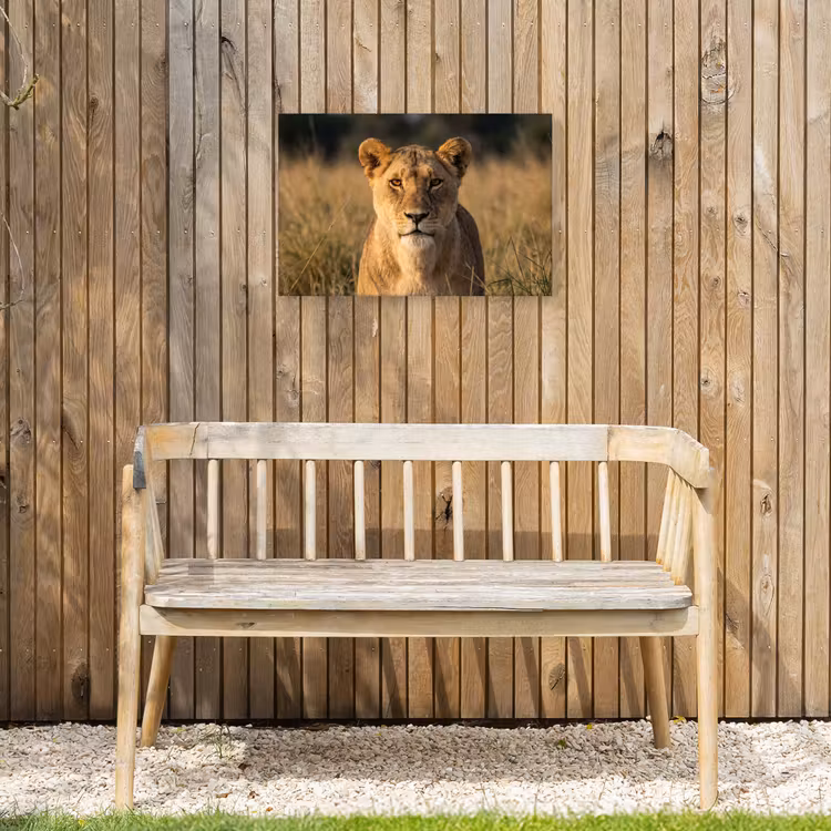 Leeuwin - Gras - Geel Tuinposter op houten frame 2 cm dik klein -sfeer4