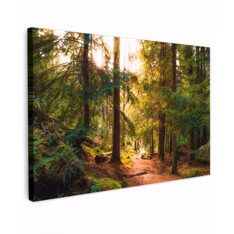 Mossig bospad Tuinposter op houten frame 2 cm dik klein -3d