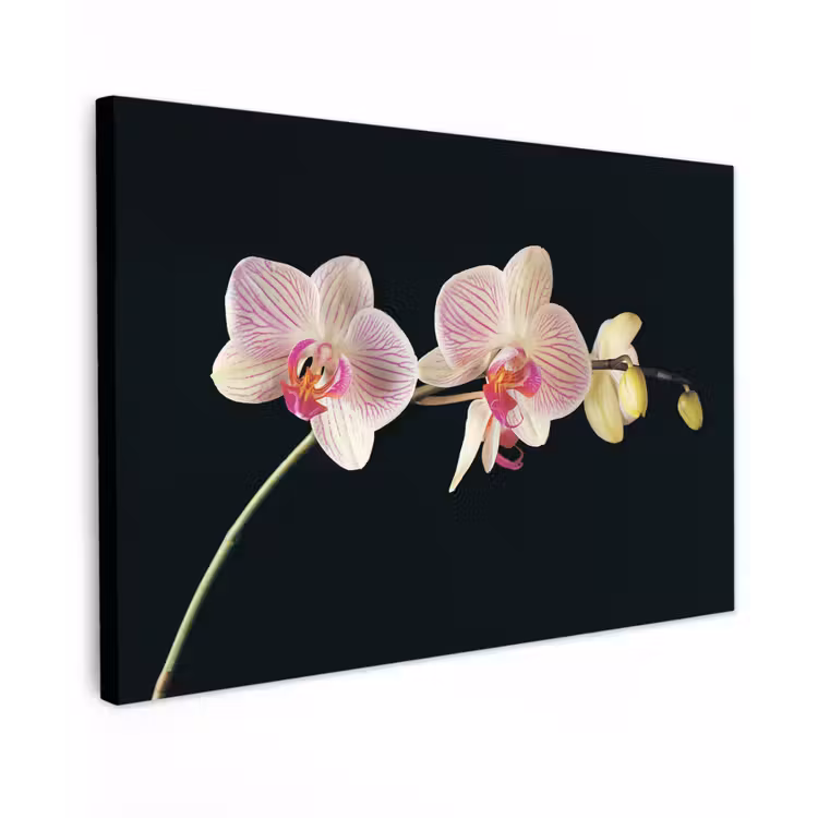 Orchidee - Bloemen - Zwart - Roze - Knoppen Tuinposter op houten frame 2 cm dik klein -3d