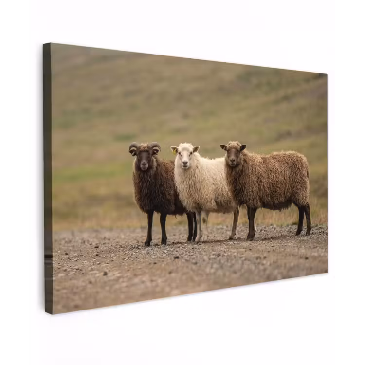 Schapen - Bruin - Wit - Grindpad Tuinposter op houten frame 2 cm dik klein -3d