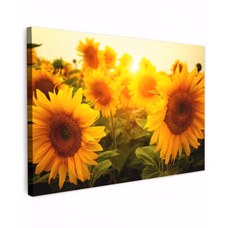 Zonnebloemen in het zonlicht Tuinposter op houten frame 2 cm dik klein -3d