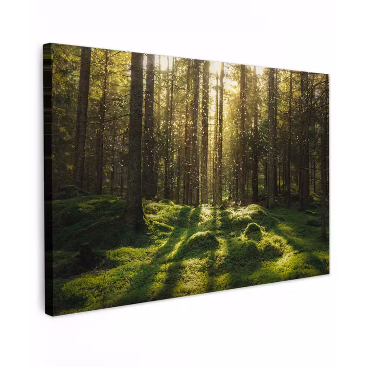 Bomen - Bos - Mos - Planten - Zon - Natuur Tuinposter op houten frame 2 cm dik klein -3d
