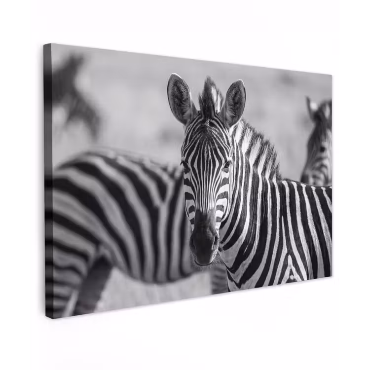 Zebra's - Zwart - Wit Tuinposter op houten frame 2 cm dik klein -3d