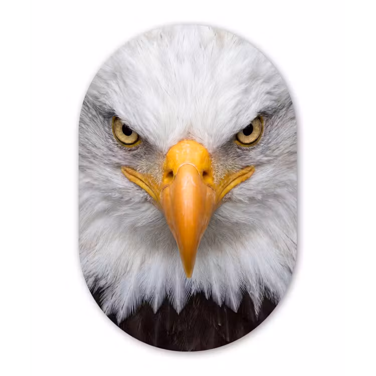 Amerikaans - Zeearend - Portret - Geel Wandcirkel Ovaal Forex klein -3d