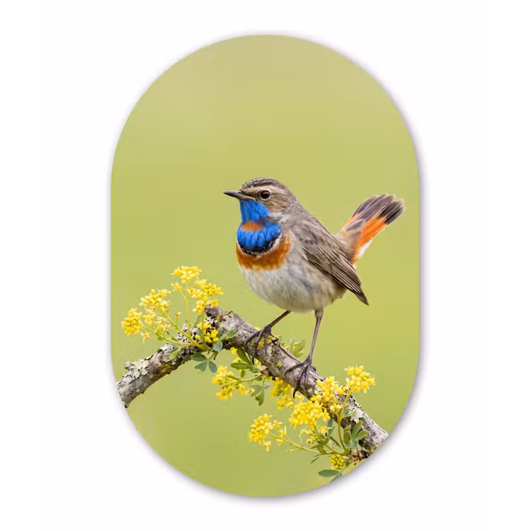 Vogel - Tak - Natuur - Kleurrijk Wandcirkel Ovaal Forex klein -3d