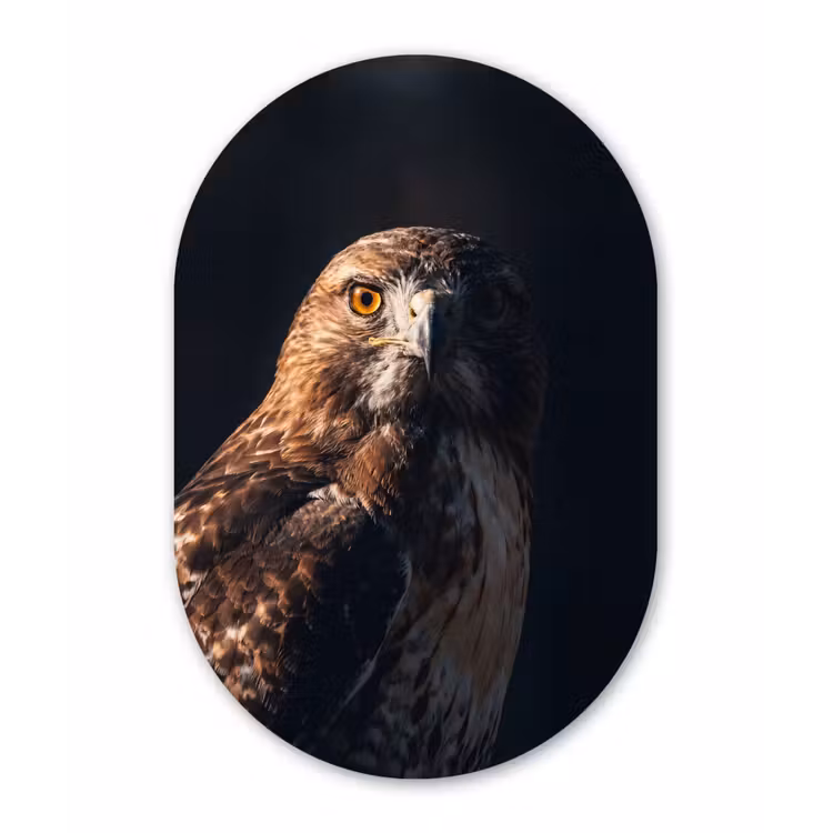 Roofvogel - Buizerd - Bruin Wandcirkel Ovaal Forex klein -3d