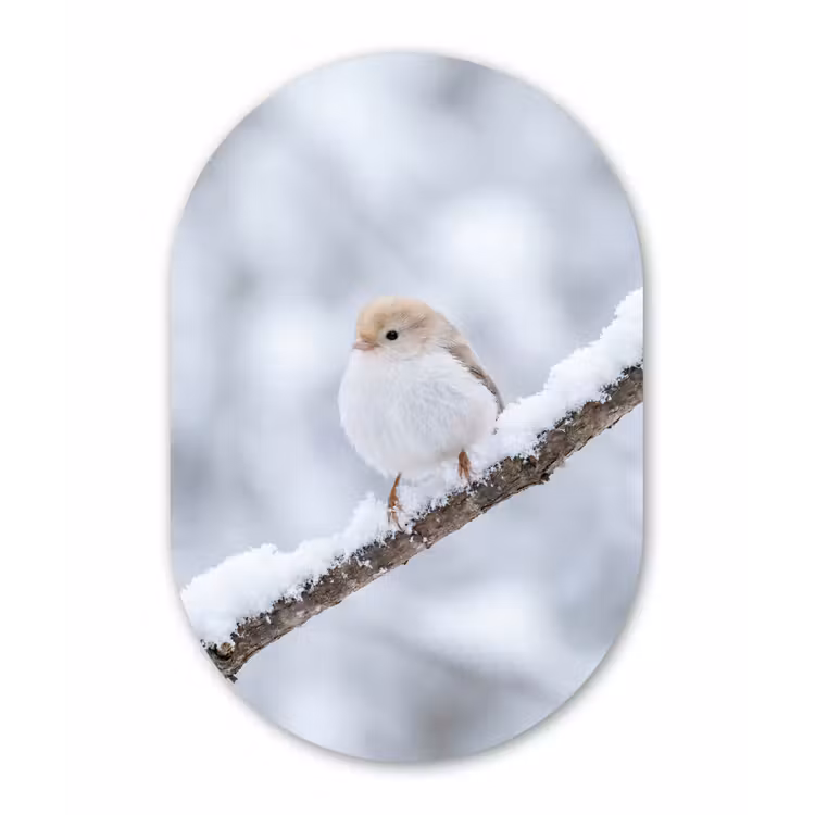 Vogeltje - Sneeuw - Tak - Winter - Zacht Wandcirkel Ovaal Forex klein -3d