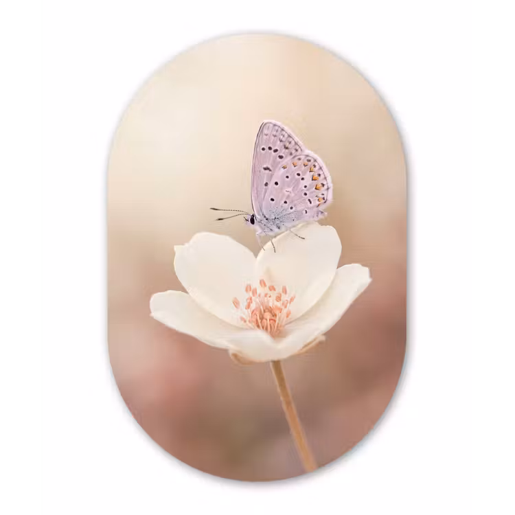 Vlinder - Bloem - Blauw Wandcirkel Ovaal Forex klein -3d
