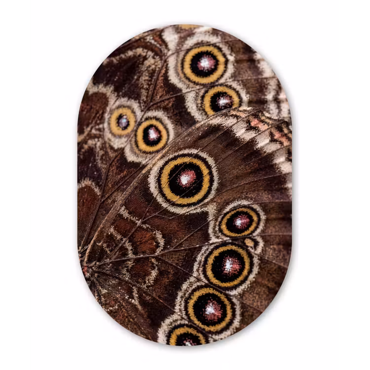 Vlinder - Vleugel - Abstract Wandcirkel Ovaal Forex klein -3d