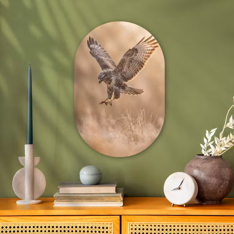 Buizerd - Roofvogel - Natuur - Bruin Wandcirkel Ovaal Forex klein -sfeer2