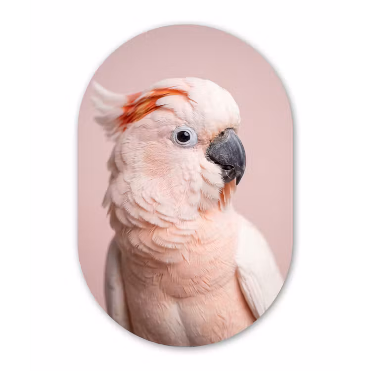 Kaketoe - Portret - Roze Wandcirkel Ovaal Forex klein -3d
