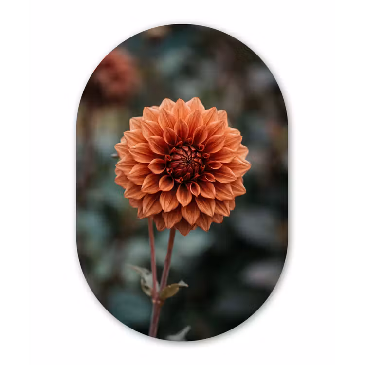 Dahlia - Bloem - Natuur - Sfeervol Wandcirkel Ovaal Forex klein -3d