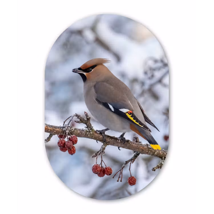 Pestvogel - Bessen - Winter - Natuur Wandcirkel Ovaal Forex klein -3d