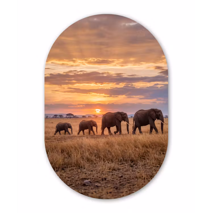Olifanten - Savanne - Zonsondergang - Afrika - Warm Wandcirkel Ovaal Forex klein -3d