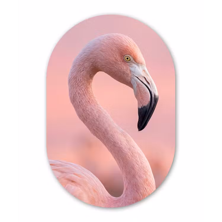 Flamingo - Portret - Roze Wandcirkel Ovaal Forex klein -3d
