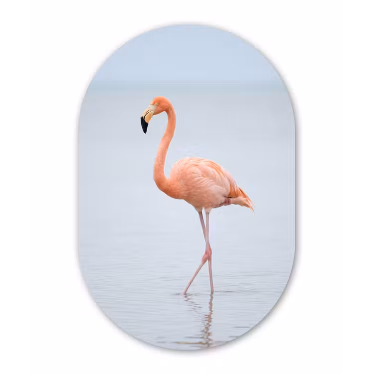 Flamingo - Zee - Roze Wandcirkel Ovaal Forex klein -3d